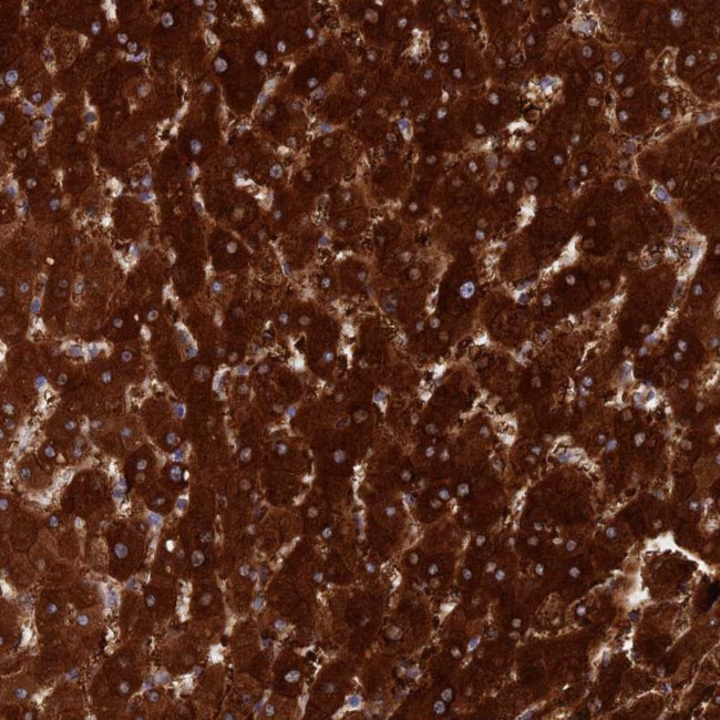 IFLTD1 Antibody in Immunohistochemistry (Paraffin) (IHC (P))