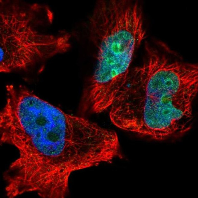 CK068 Antibody in Immunocytochemistry (ICC/IF)