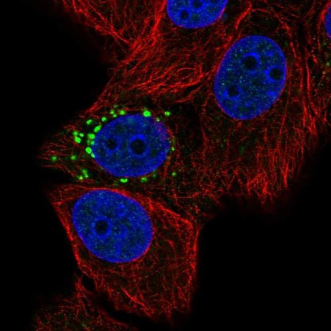 PPM1J Antibody in Immunocytochemistry (ICC/IF)