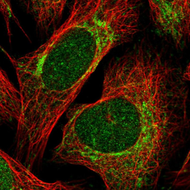 hnRNP LL Antibody in Immunocytochemistry (ICC/IF)