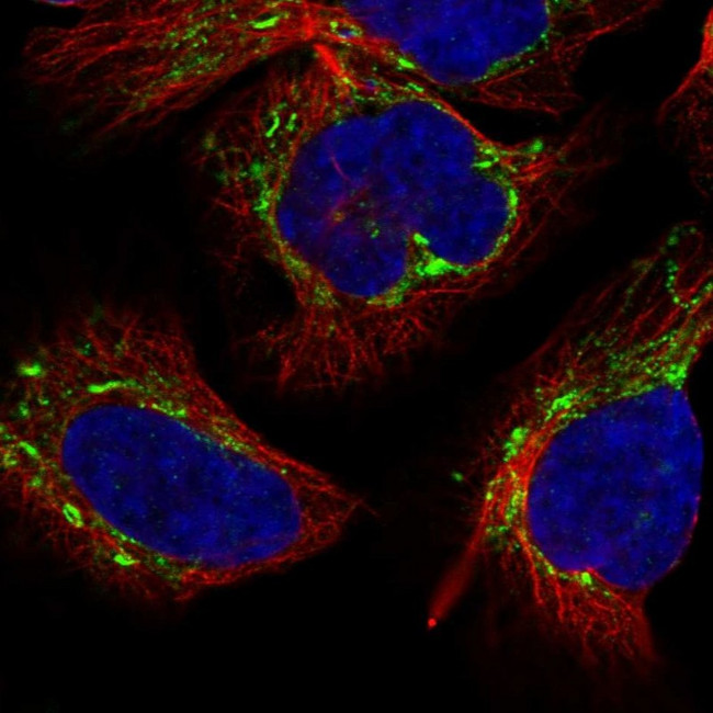 APC13 Antibody in Immunocytochemistry (ICC/IF)