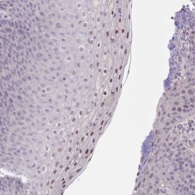 RNF169 Antibody in Immunohistochemistry (Paraffin) (IHC (P))