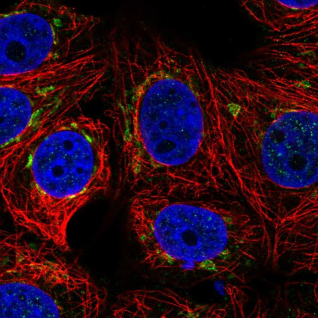 PLEKHH3 Antibody in Immunocytochemistry (ICC/IF)