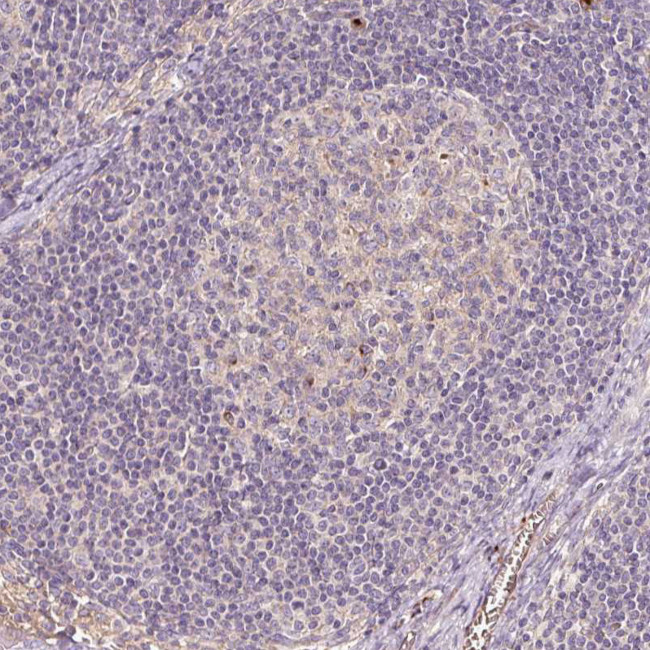 PGRP-L Antibody in Immunohistochemistry (Paraffin) (IHC (P))