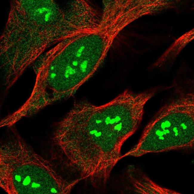 MOB2 Antibody in Immunocytochemistry (ICC/IF)