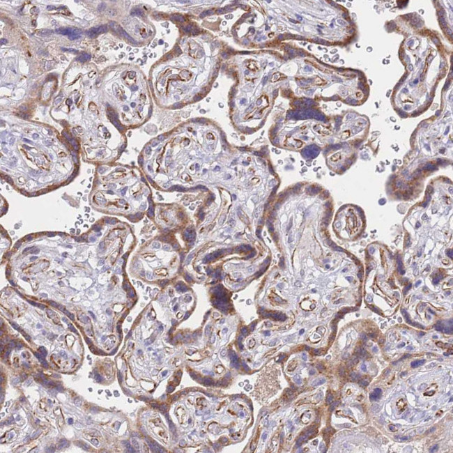 PSG11 Antibody in Immunohistochemistry (Paraffin) (IHC (P))