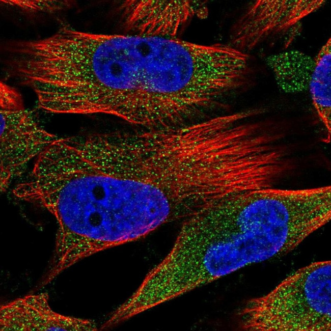 FAM160A1 Antibody in Immunocytochemistry (ICC/IF)