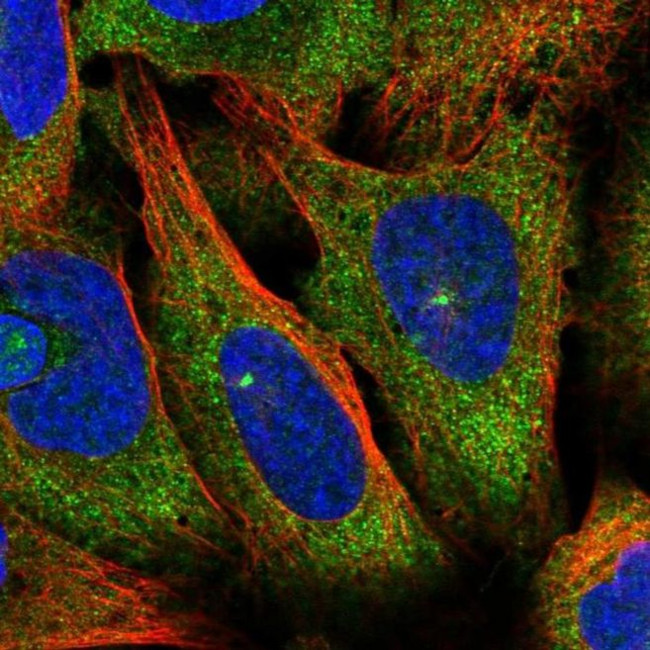 RFPL4A Antibody in Immunocytochemistry (ICC/IF)