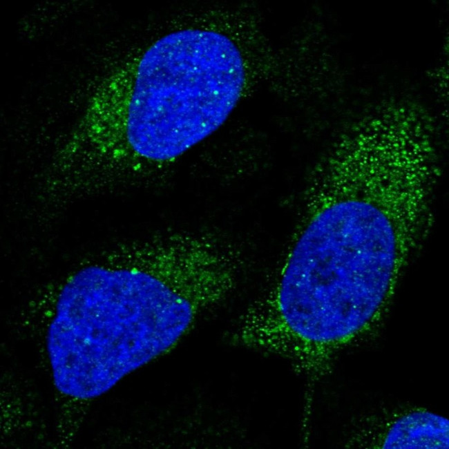 SLX4IP Antibody in Immunocytochemistry (ICC/IF)