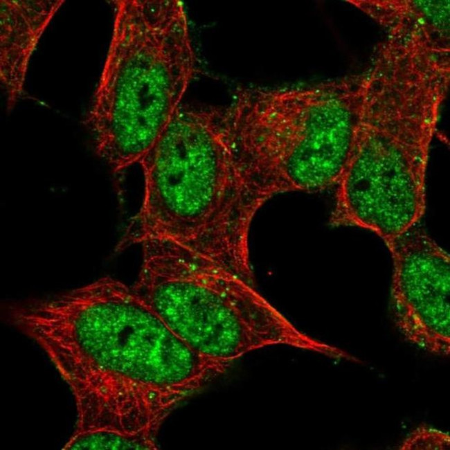 PRRT4 Antibody in Immunocytochemistry (ICC/IF)
