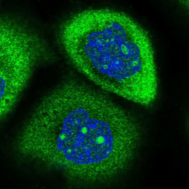 RPAP2 Antibody in Immunocytochemistry (ICC/IF)