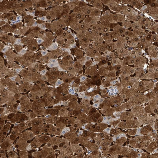 ZNF771 Antibody in Immunohistochemistry (Paraffin) (IHC (P))