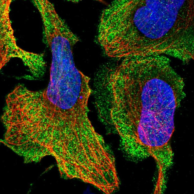 DOM3Z Antibody in Immunocytochemistry (ICC/IF)