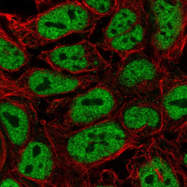 PWWP2A Antibody in Immunocytochemistry (ICC/IF)
