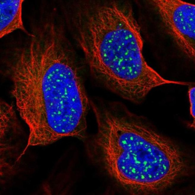 TMEM56 Antibody in Immunocytochemistry (ICC/IF)