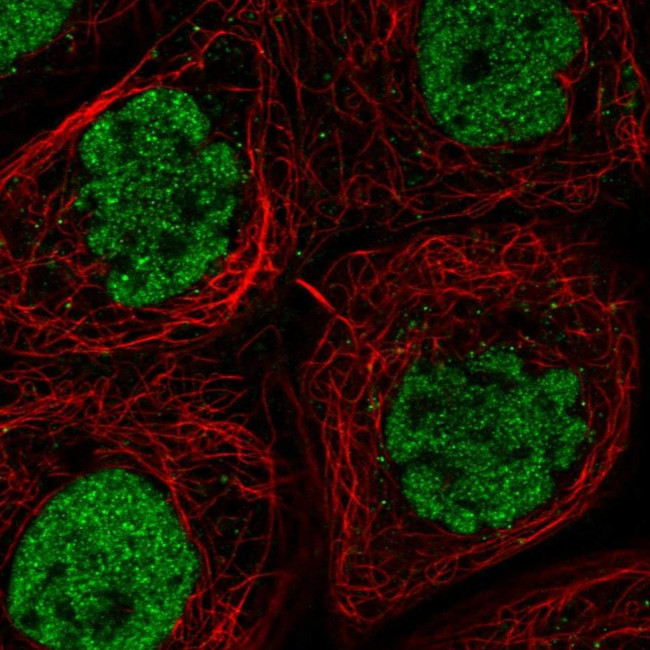 CLK3 Antibody in Immunocytochemistry (ICC/IF)