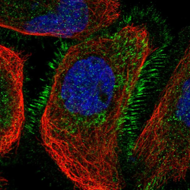CCNYL1 Antibody in Immunocytochemistry (ICC/IF)