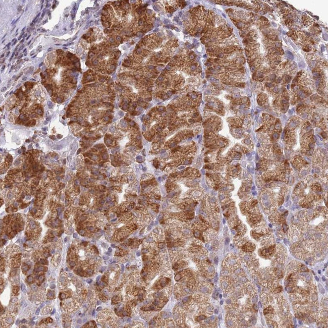 SFRS19 Antibody in Immunohistochemistry (Paraffin) (IHC (P))