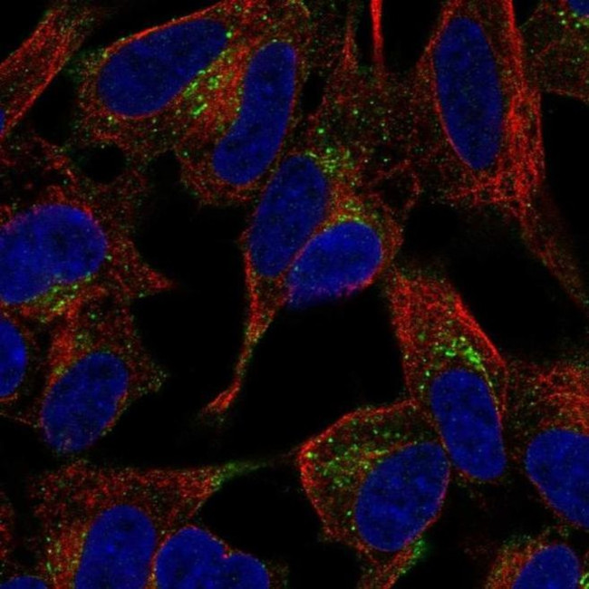 PLCXD3 Antibody in Immunocytochemistry (ICC/IF)