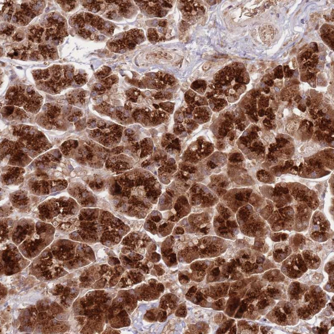 NT5DC4 Antibody in Immunohistochemistry (Paraffin) (IHC (P))