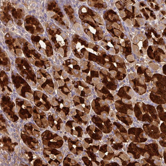 PGA3 Antibody in Immunohistochemistry (Paraffin) (IHC (P))