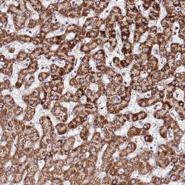 OR51T1 Antibody in Immunohistochemistry (Paraffin) (IHC (P))