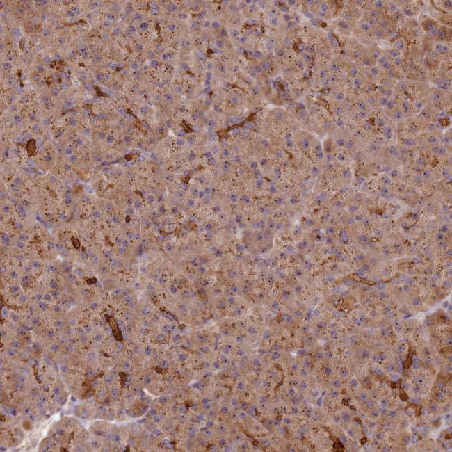 FAM148B Antibody in Immunohistochemistry (Paraffin) (IHC (P))
