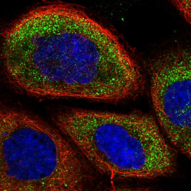 mPR alpha Antibody in Immunocytochemistry (ICC/IF)