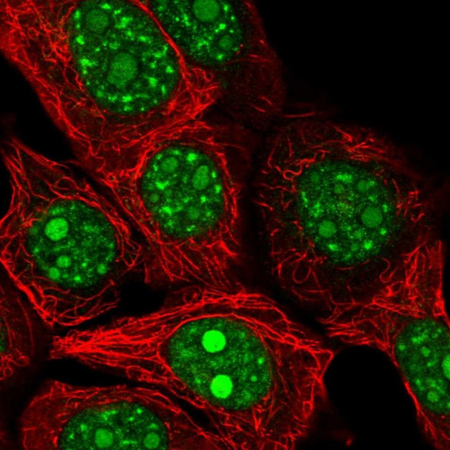 REXO4 Antibody in Immunocytochemistry (ICC/IF)