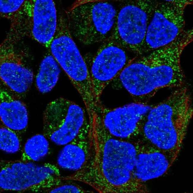 MRPL20 Antibody in Immunocytochemistry (ICC/IF)