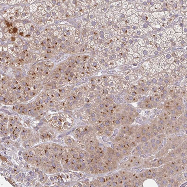 MOB1A Antibody in Immunohistochemistry (Paraffin) (IHC (P))