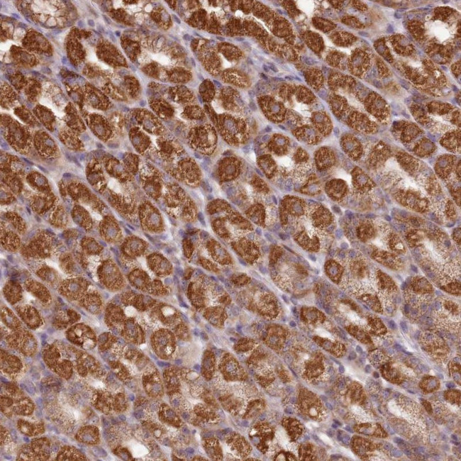 CCDC159 Antibody in Immunohistochemistry (Paraffin) (IHC (P))