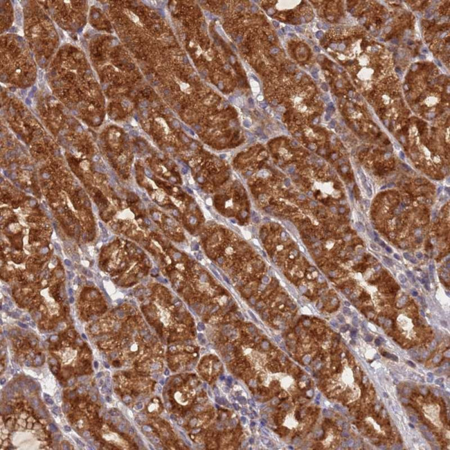 OR5A2 Antibody in Immunohistochemistry (Paraffin) (IHC (P))