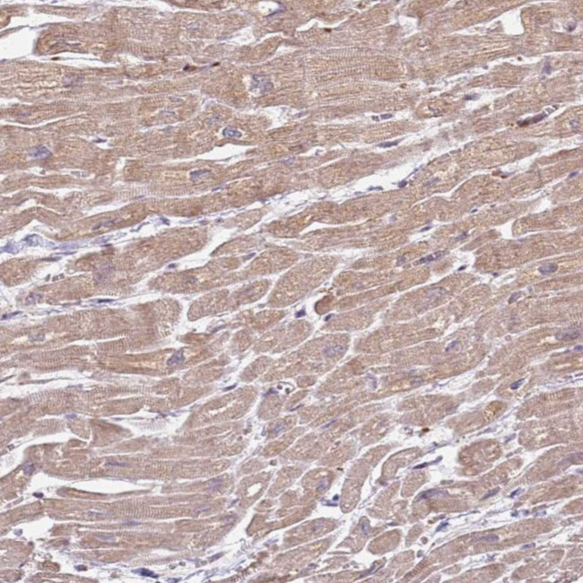 Zfp57 Antibody in Immunohistochemistry (Paraffin) (IHC (P))