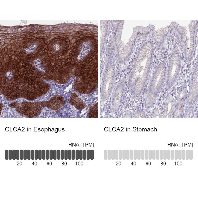 CLCA2 Antibody