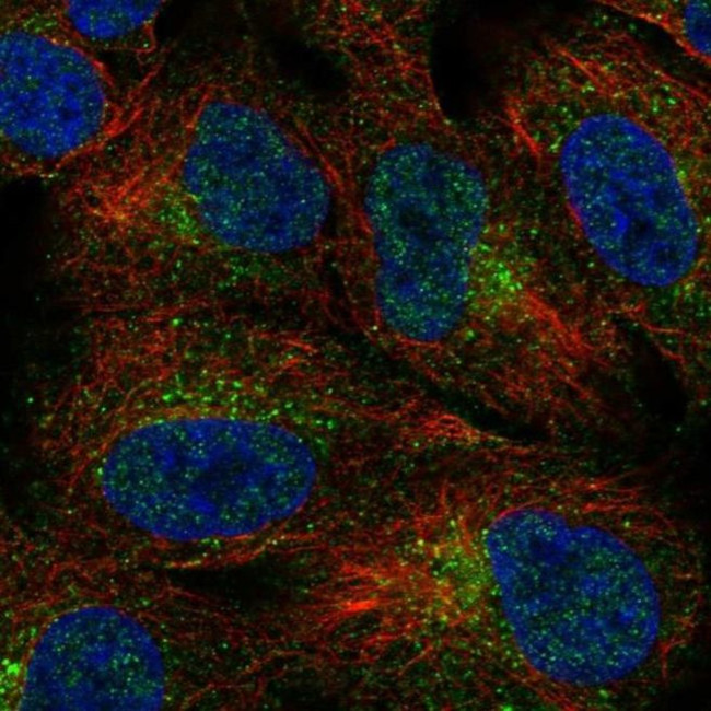 DKKL1 Antibody in Immunocytochemistry (ICC/IF)