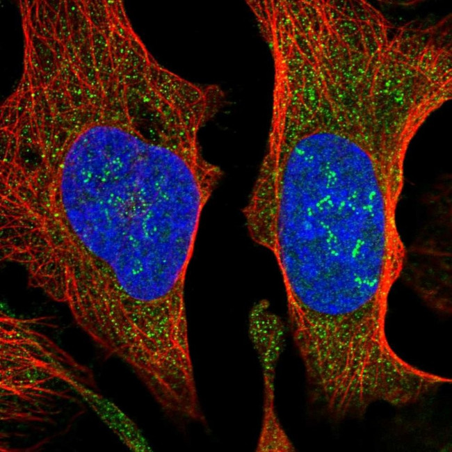 SUCO Antibody in Immunocytochemistry (ICC/IF)