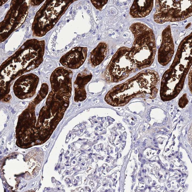 C4orf46 Antibody in Immunohistochemistry (Paraffin) (IHC (P))