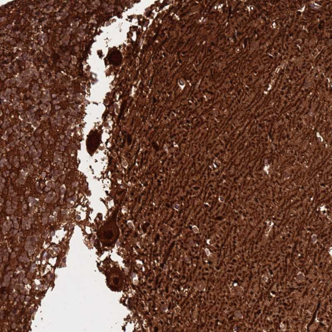 MTG2 Antibody in Immunohistochemistry (Paraffin) (IHC (P))