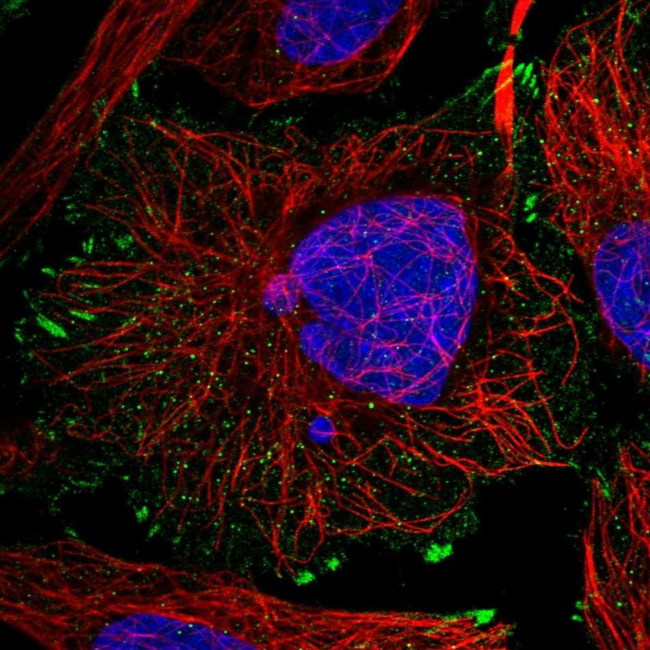 EXD3 Antibody in Immunocytochemistry (ICC/IF)