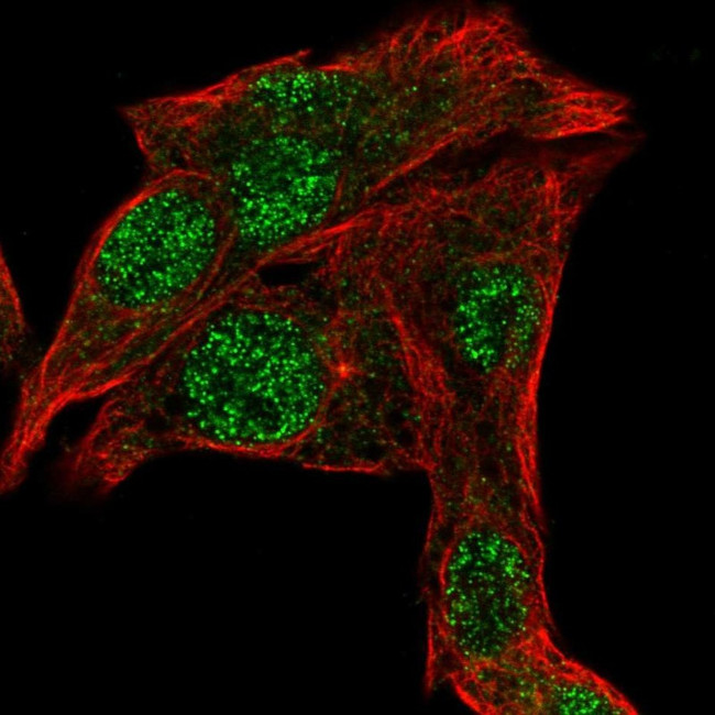 OAF Antibody in Immunocytochemistry (ICC/IF)