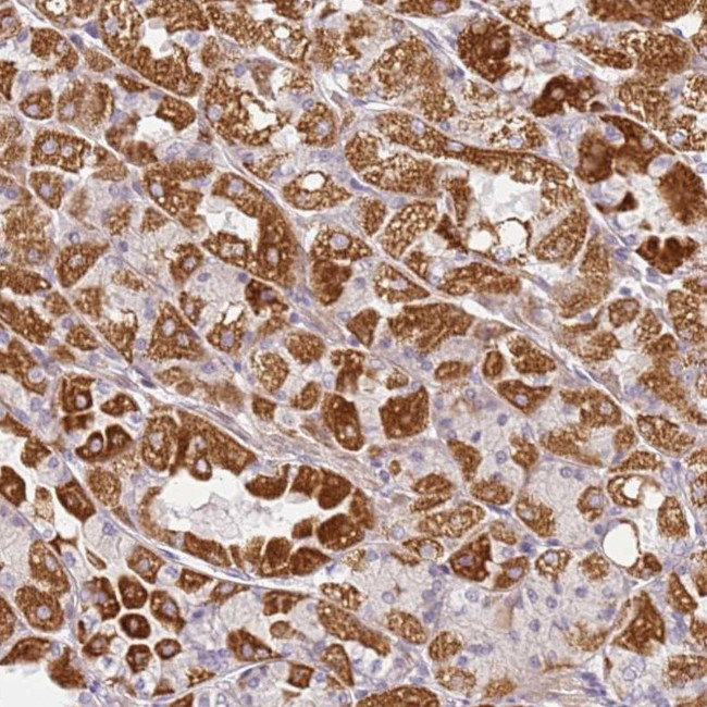 DEFB116 Antibody in Immunohistochemistry (Paraffin) (IHC (P))