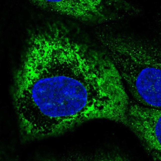 PVRIG Antibody in Immunocytochemistry (ICC/IF)