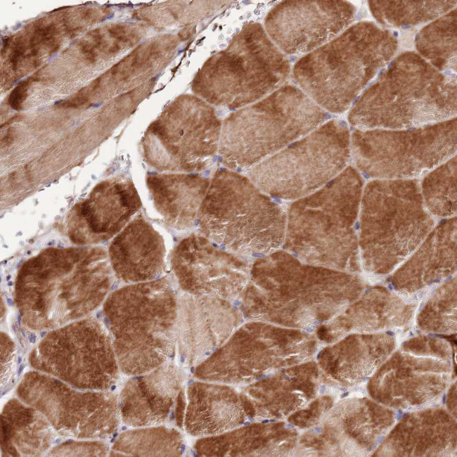 Nkx2.3 Antibody in Immunohistochemistry (Paraffin) (IHC (P))