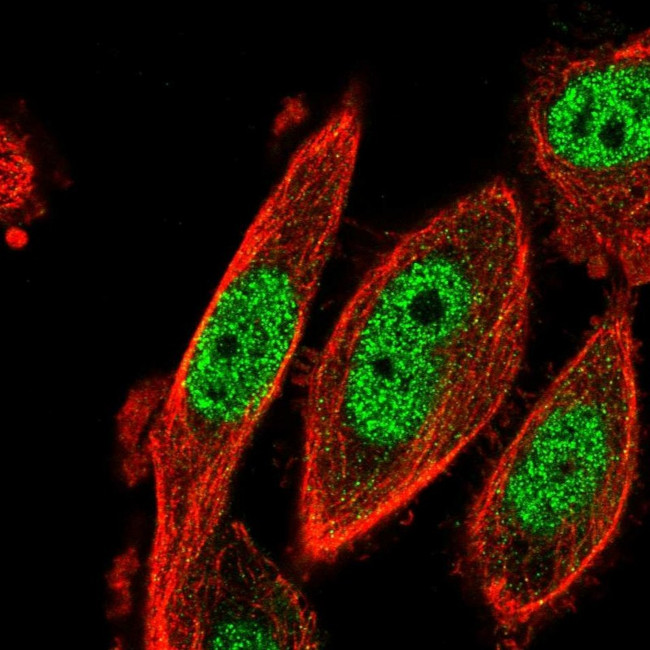 CDK2AP2 Antibody in Immunocytochemistry (ICC/IF)
