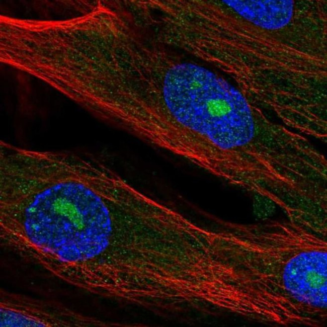ELMOD2 Antibody in Immunocytochemistry (ICC/IF)
