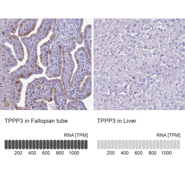 TPPP3 Antibody