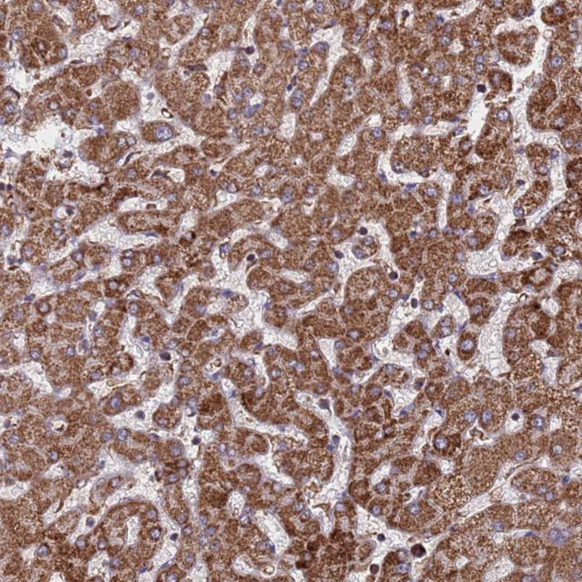CES7 Antibody in Immunohistochemistry (Paraffin) (IHC (P))