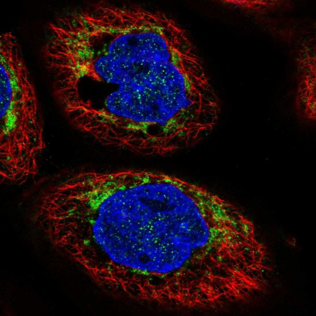 CHCHD6 Antibody in Immunocytochemistry (ICC/IF)
