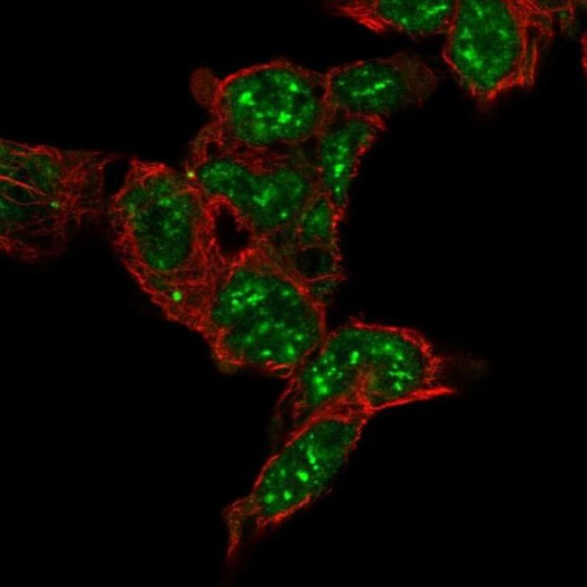 FAM120C Antibody in Immunocytochemistry (ICC/IF)